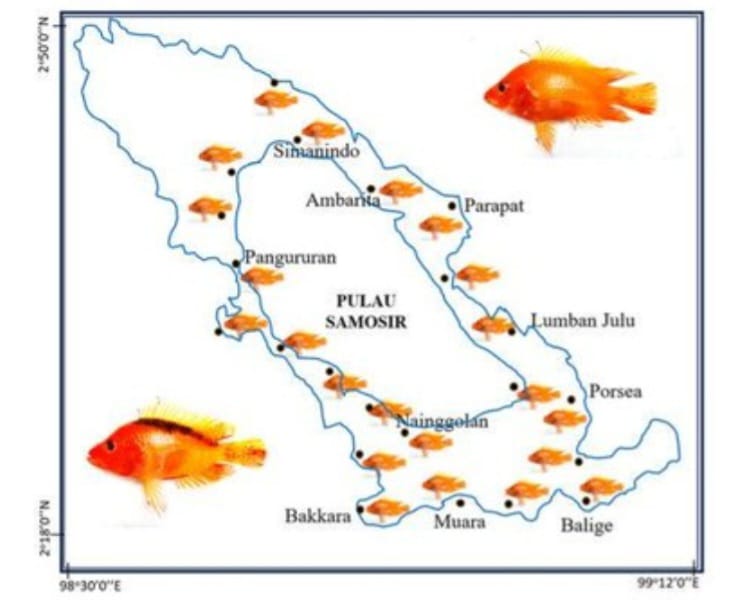Populasi Ikan Invasif Red Devil Meledak di Danau Toba, Aslinya Berasal dari Nikaragua