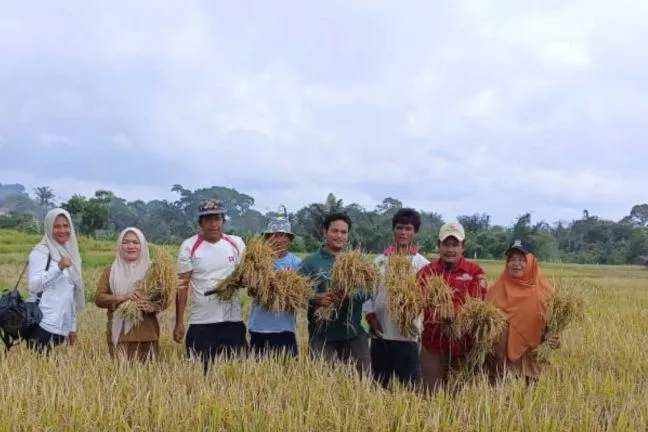 Panen Padi Petani Sipirok Meningkat