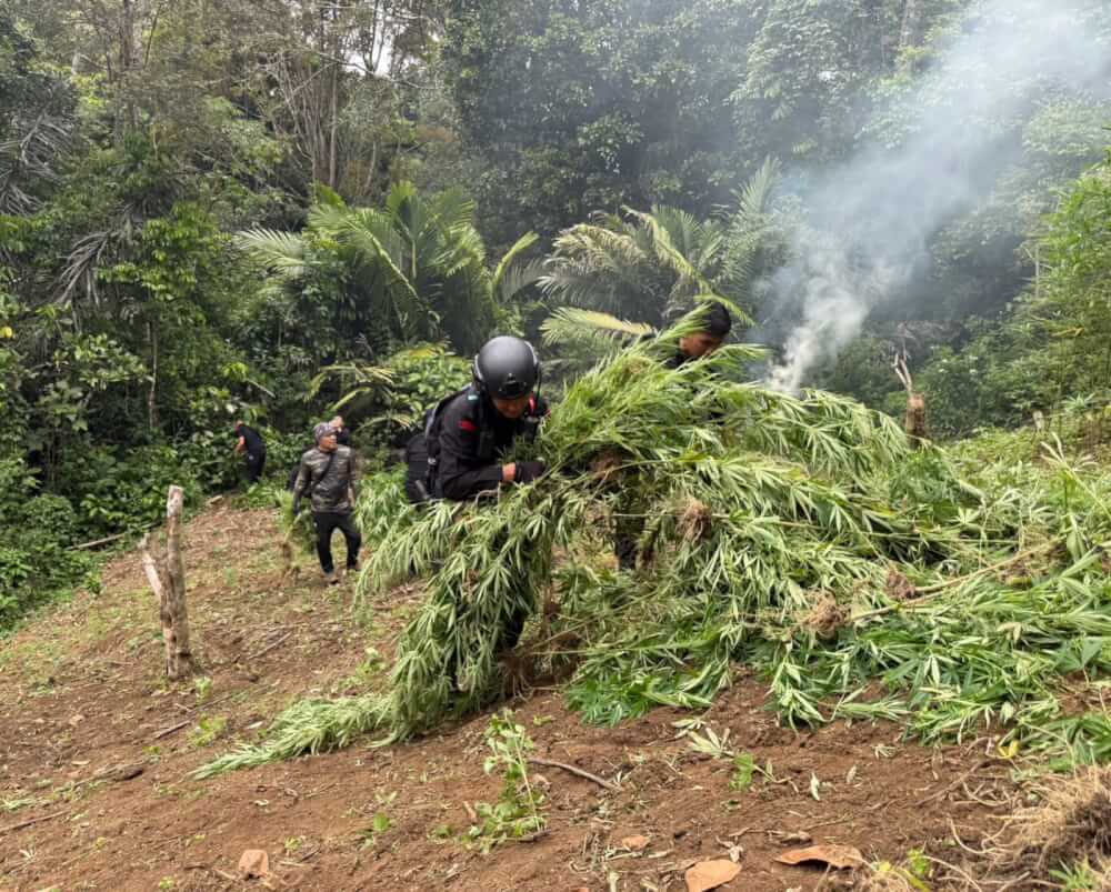 Satuan Brimob Polda Sumut Musnahkan 10 Hektar Ladang Ganja di Perbukitan Mandailing Natal